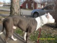 /album/photogallery/dogs-064-jpg/